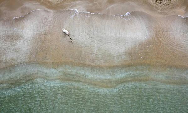 Animal Running Poster featuring the photograph Drone aerial of white Dog running and playing at empty sandy beach by Michalakis Ppalis