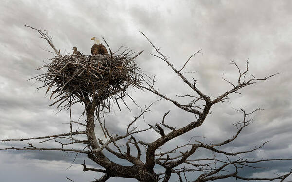 Bald Eagle Poster featuring the photograph Eagles Nest by Craig J Satterlee