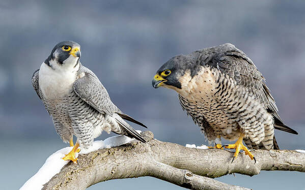 Birds Poster featuring the photograph Falcons in Winter by Kevin Suttlehan