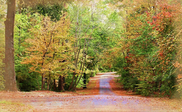 Willow Oak Poster featuring the photograph Fall Pathway by Judy Vincent