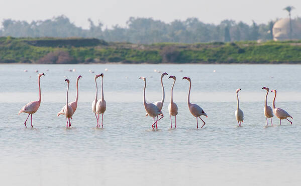 Flamingo Poster featuring the photograph Flamingo birds, walking and feeding in the lake by Michalakis Ppalis