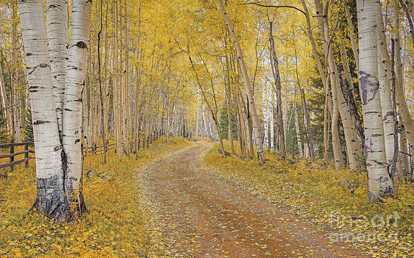 Fall Poster featuring the photograph follow the Yellow Leaf Road by Melissa Lipton
