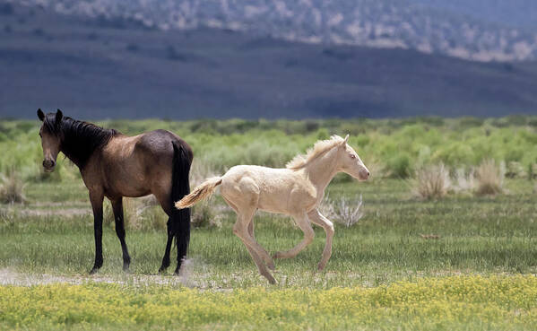 Eastern Sierra Poster featuring the photograph Frisky Foal by Cheryl Strahl