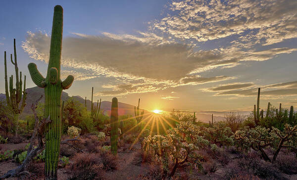 Sabino Canyon Poster featuring the photograph Golden Sunrise in Sabino Canyon by Chris Anson