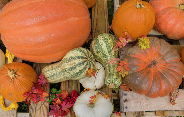 Seasonal Poster featuring the photograph Gourd Harvest by Robert Wilder Jr