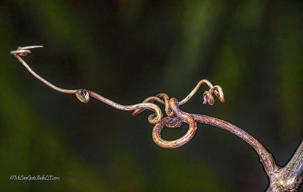 Twisted Poster featuring the photograph Grape Vines by LeeAnn McLaneGoetz McLaneGoetzStudioLLCcom