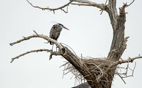 Stillwater Wildlife Refuge Poster featuring the photograph Great Blue Heron 13 by Rick Mosher