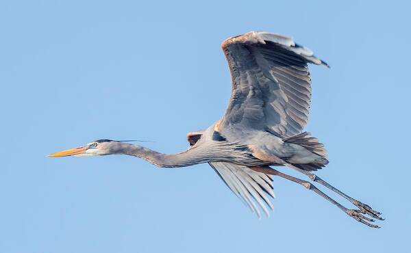 Great Blue Heron Poster featuring the photograph Great Blue Heron Flying with its Wings Spread by Puttaswamy Ravishankar