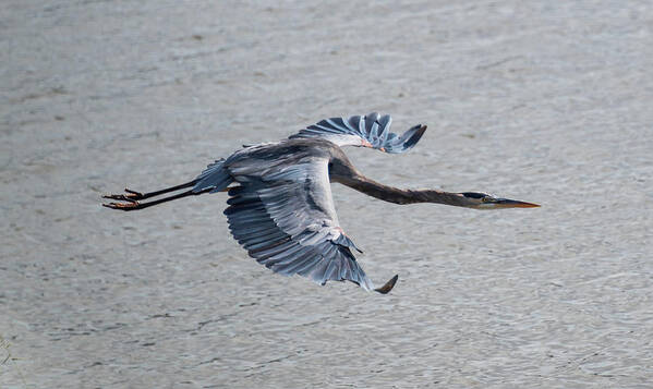 Heron Poster featuring the photograph Great Blue Heron In Flight by Grant Twiss