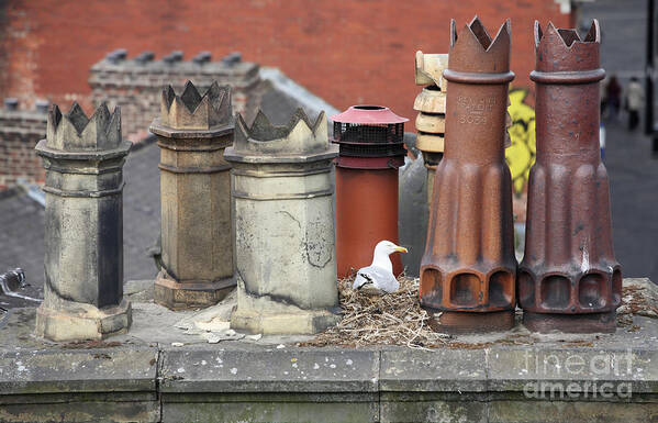 Chimney Pots Poster featuring the photograph Gull nesting amongst chimney pots by Bryan Attewell