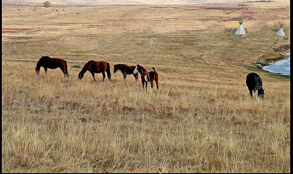 Horses Poster featuring the photograph Herd on a Hill with High-Tailed Colt by Tracey Vivar