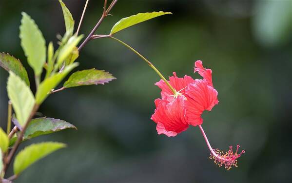 Hawaii Poster featuring the photograph Hibiscus Bows Down by Roy Wenzl