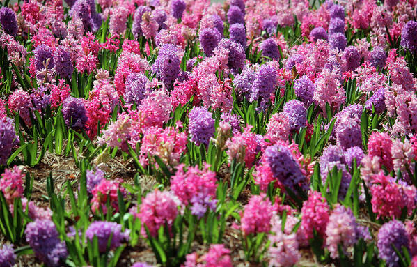 Hyacinth Poster featuring the photograph Hyacinth Colorful Flowerbed by Cynthia Guinn