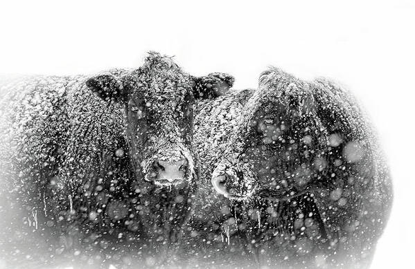 Cattle Poster featuring the photograph Icicles on my Nose Black Angus Cows by Jennie Marie Schell