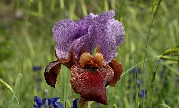 Flower Poster featuring the photograph Iris Mor by Uri Baruch