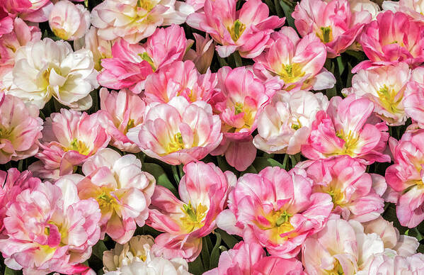 Tulips Poster featuring the photograph Irresistible Peach Blossom Tulips by Elvira Peretsman