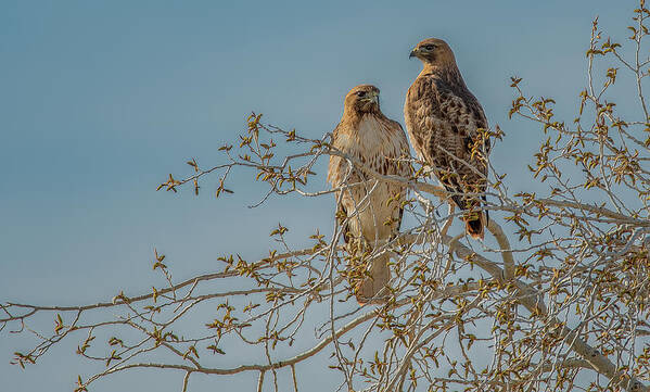 Red-tailed Hawks Poster featuring the photograph Just Enjoying the Morning by Marcy Wielfaert
