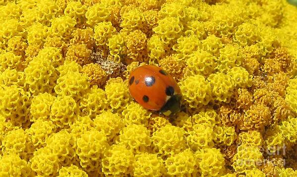 Ladybird Poster featuring the photograph Ladybird On Achillea by Lesley Evered