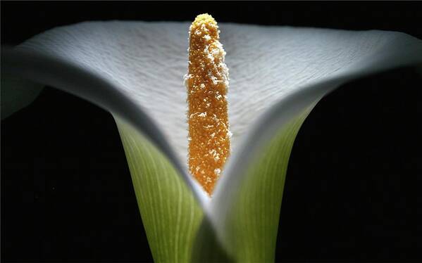 Macro Poster featuring the photograph Lily 041607 by Julie Powell