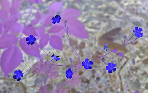 Flower Poster featuring the photograph Dainty Blue Flowers by Missy Joy