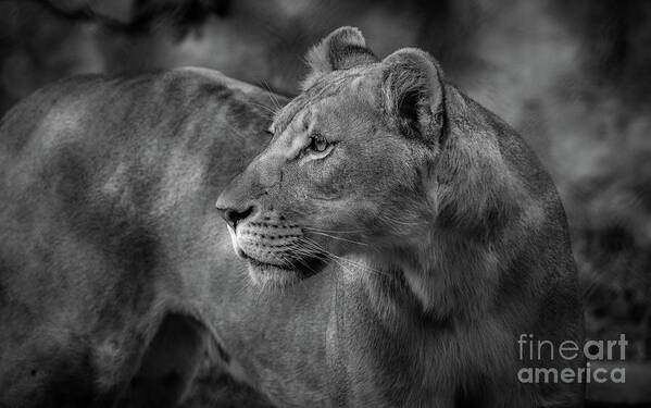 Lion Poster featuring the photograph Long Wait by Dheeraj Mutha