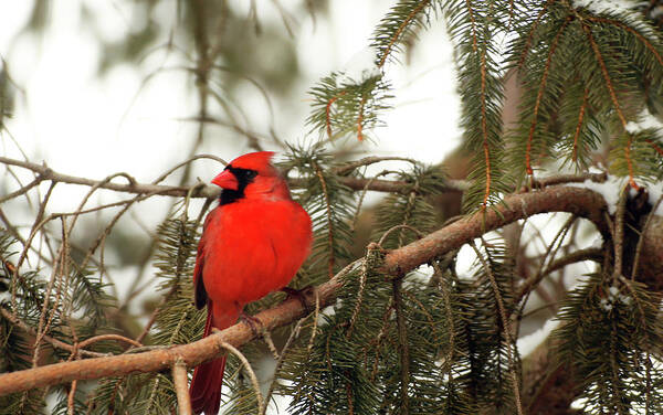 Male Cardinal Poster featuring the photograph Male Cardinal by Laurie Lago Rispoli