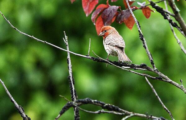 House Finch Poster featuring the photograph Male House Finch in Tree by Evan Foster