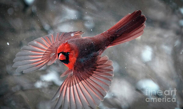 Northern Cardinal Poster featuring the photograph Male Northern Cardinal in a Snow Storm by Sandra Rust