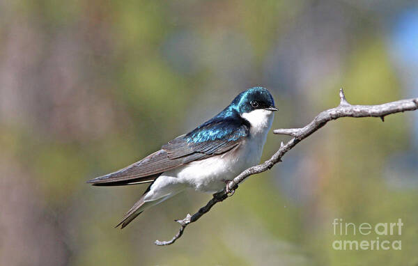 Tree Swallow Poster featuring the photograph Male Tree Swallow by Gary Wing