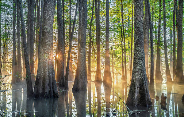 Noxubee National Wildlife Refuge Poster featuring the photograph Mississippi Cypress Tree Sunrise In Morning Fog by Jordan Hill