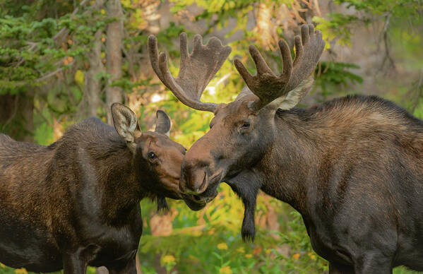 Moose Poster featuring the photograph Moose Kiss by Gary Kochel