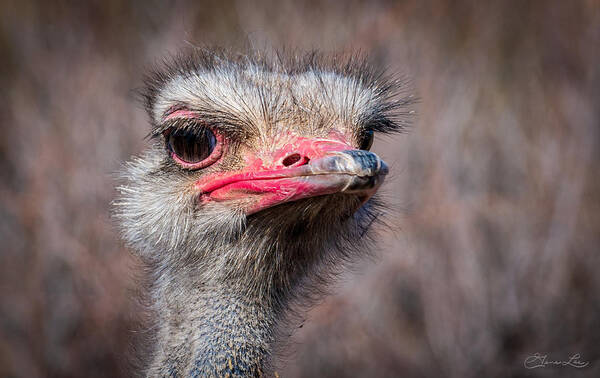 Ostrich Out Of Africa Fstop101 Poster featuring the photograph Ostrich by Geno Lee