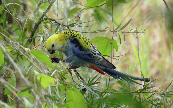 Birds Poster featuring the photograph Pale Headed Rosella Feeding 2 by Maryse Jansen