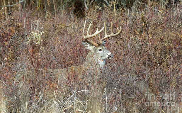 Deer Poster featuring the photograph Perfection by Douglas Kikendall