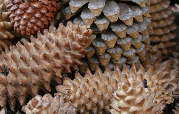 Laurie Lago Rispoli Poster featuring the photograph Pinecone collection by Laurie Lago Rispoli