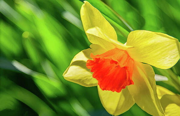 Daffodils Poster featuring the photograph Precocious Daffodil by Marcy Wielfaert