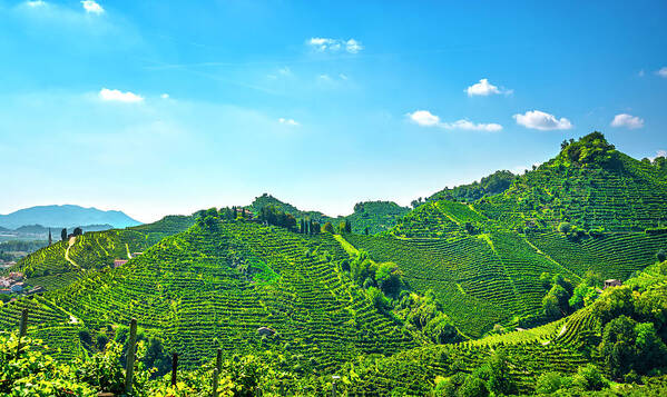 Prosecco Poster featuring the photograph Prosecco Hills, vineyards daytime view. Unesco Site. Italy by Stefano Orazzini