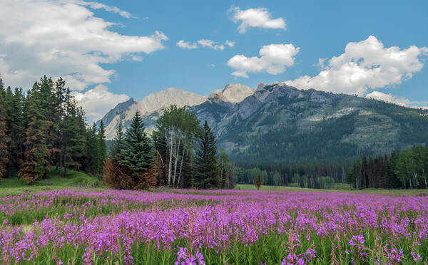 Purple Vetch Poster featuring the photograph Purple Vetch and Mountains by Patti Deters