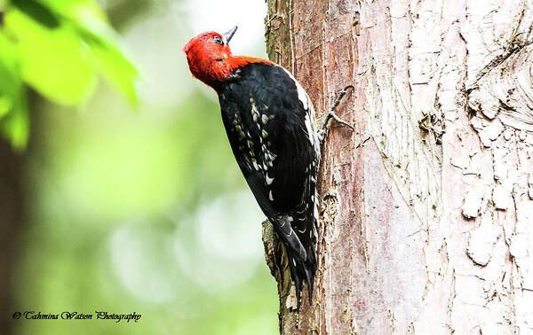Woodpecker Poster featuring the photograph Red-breasted sapsucker by Tahmina Watson