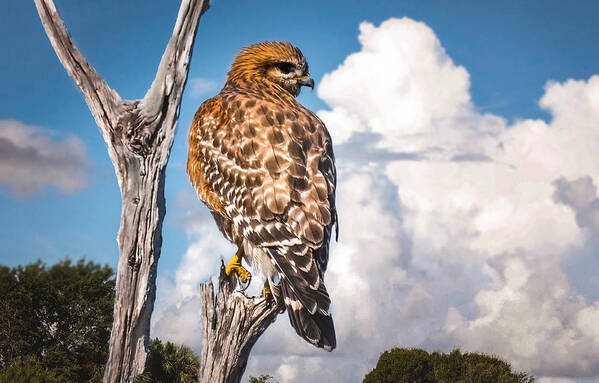 Red Shouldered Hawk Poster featuring the photograph Red Shouldered Hawk by Rebecca Herranen