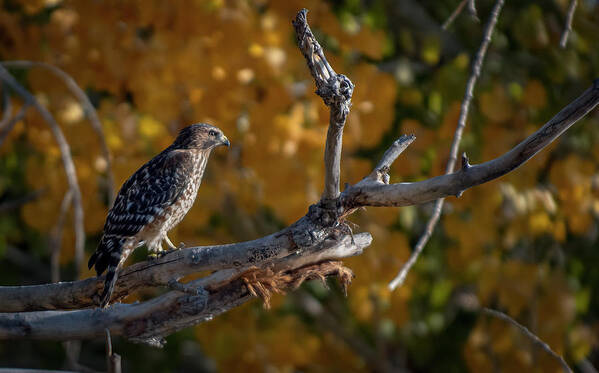 Red Shouldered Hawk Poster featuring the photograph Red Shouldered Hawk by Rick Mosher