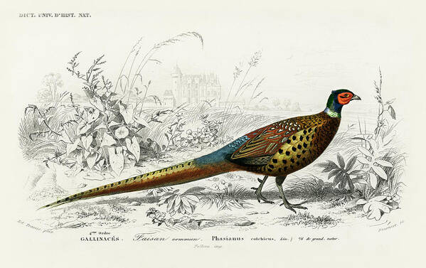 Ring-necked Pheasant Poster featuring the mixed media Ring-necked Pheasant by World Art Collective