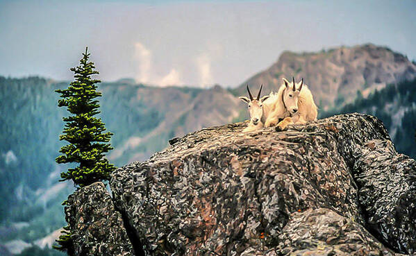 Olympic National Park Poster featuring the photograph Sharing Rest Spot by Doug Scrima