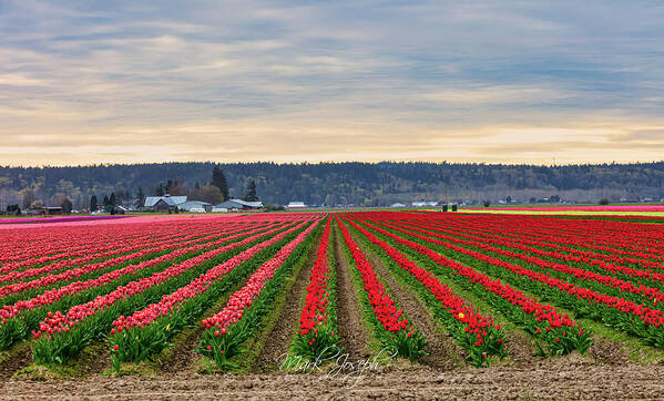 Tulips Poster featuring the photograph Skagit Tulips II by Mark Joseph