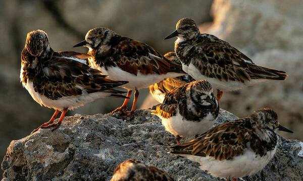 Birds Poster featuring the digital art Sleepy Ruddy Turnstones by Todd Tucker