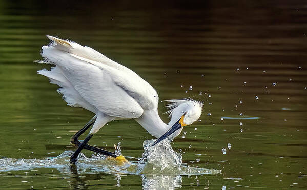 Snowy Egret Poster featuring the photograph Snowy Egret 1691-062622-2 by Tam Ryan