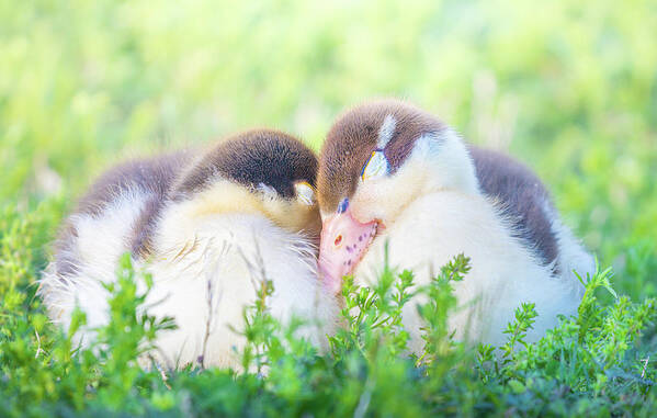Napping Poster featuring the photograph Snuggling Ducklings by Jordan Hill