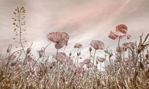 Clouds Poster featuring the photograph Soft Poppies in the Early Summer by Debra and Dave Vanderlaan