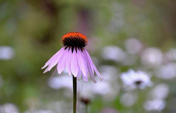 Echinacea Purpurea Poster featuring the photograph Solitary Coneflower by Lynn Hunt
