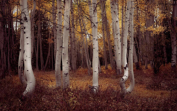 Fall Aspen Trees Poster featuring the photograph Sometimes Gray Days are the Best by The Forests Edge Photography - Diane Sandoval